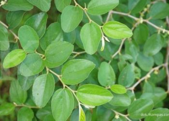 Daun Bidara