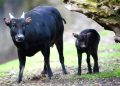 Anoa, Sang Penjaga Hutan Sulawesi Tenggara: Warisan Alam yang Terancam Punah