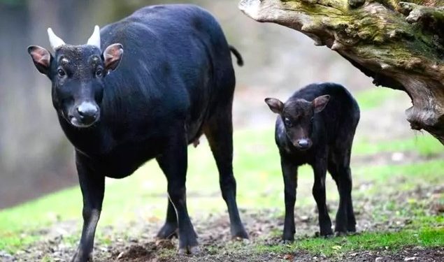 Anoa, Sang Penjaga Hutan Sulawesi Tenggara: Warisan Alam yang Terancam Punah