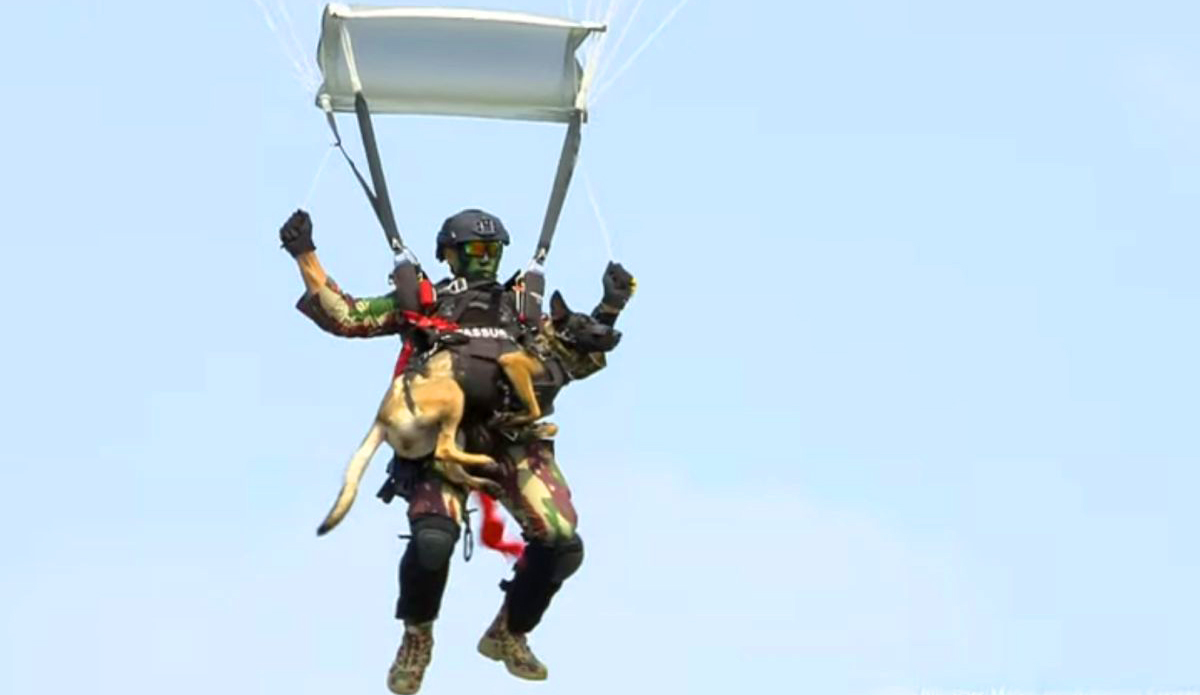 Kopassus Terjun Payung Bawa Anjing Terlatih di HUT TNI ke-80