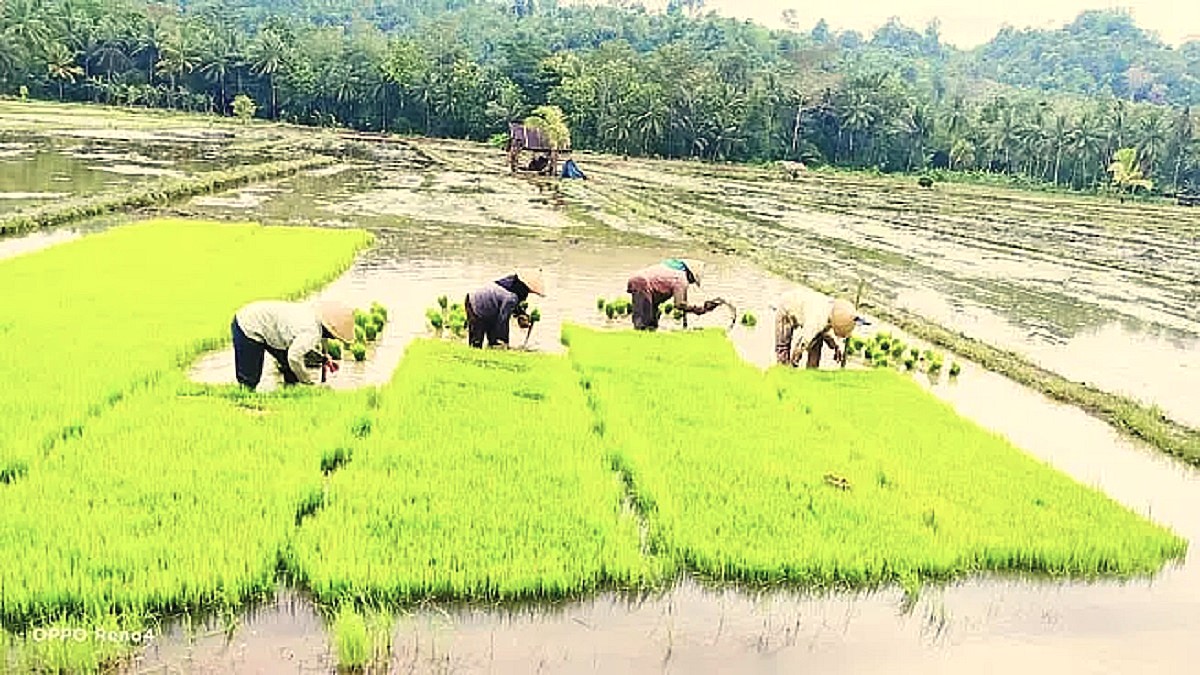 Analisis Kinerja Gubernur ASR di Sektor Pertanian: Perbandingan NTP Sultra September 2024 vs September 2025