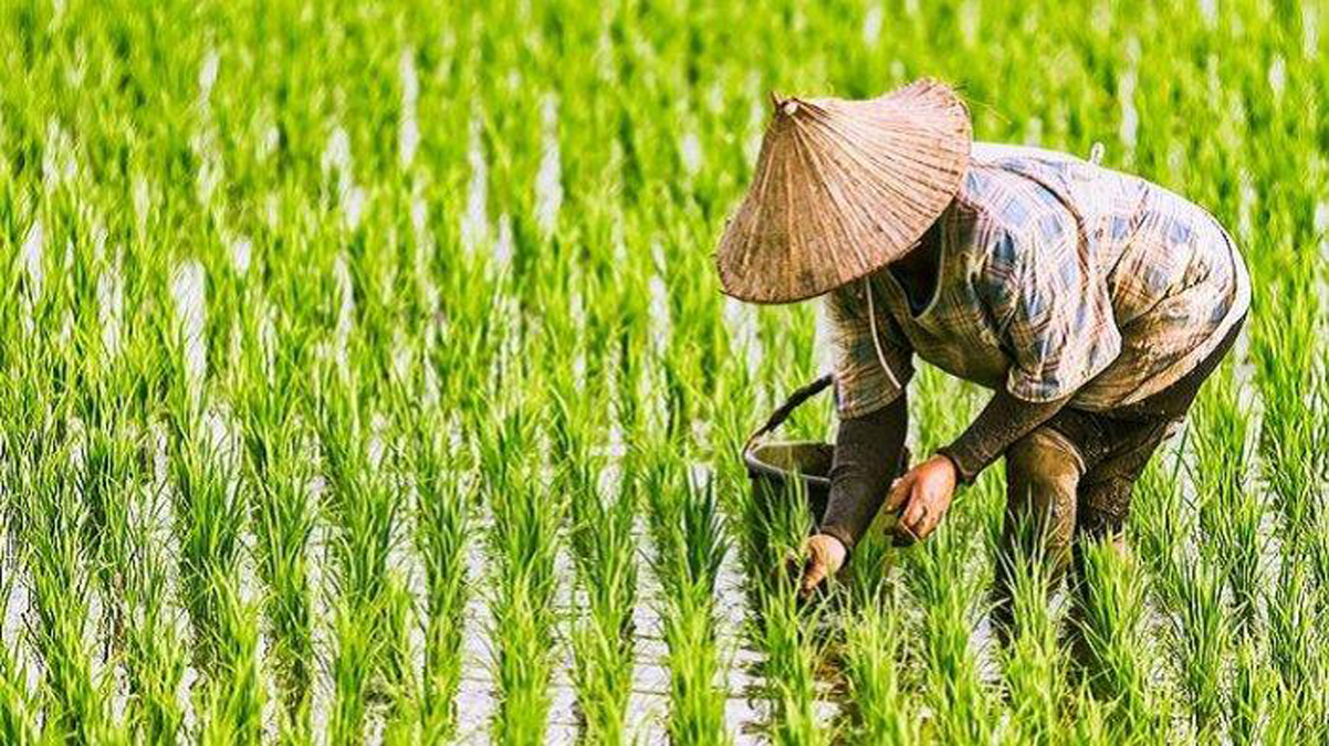 Kontras, NTP Sultra Turun Saat NTP Nasional Menguat