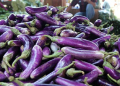 8 Manfaat Terong bagi Kesehatan: Sayuran Murah dengan Khasiat Luar Biasa