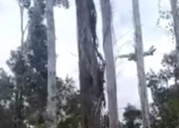 Video Pesawat Ditembaki di Papua Viral, TNI Tegaskan Bukan Pesawat yang Ditumpangi Wapres Gibran