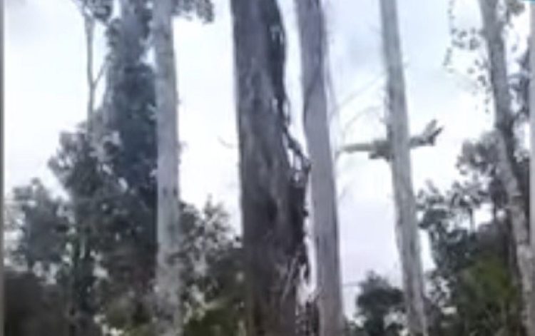 Video Pesawat Ditembaki di Papua Viral, TNI Tegaskan Bukan Pesawat yang Ditumpangi Wapres Gibran