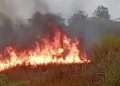Kebakaran Lahan Melanda Savana TN Rawa Aopa Watumohai, Api Merambat Ditiup Angin