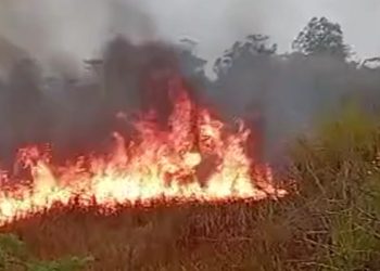 Kebakaran Lahan Melanda Savana TN Rawa Aopa Watumohai, Api Merambat Ditiup Angin